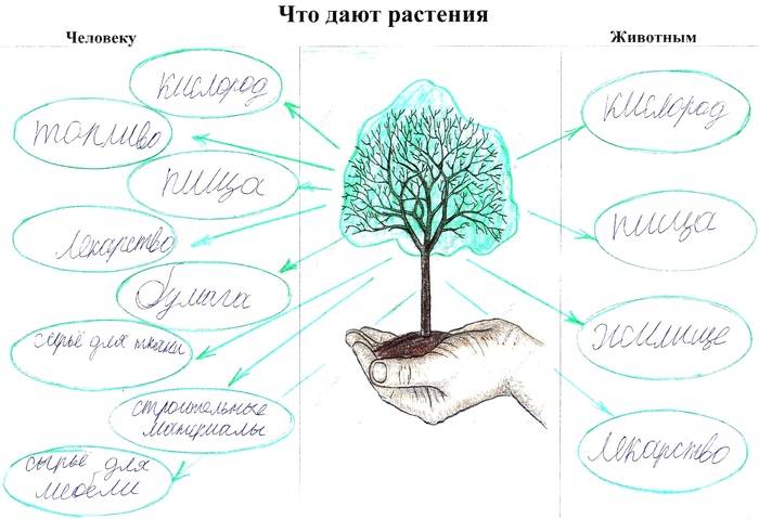 Что дают растения животным и человеку? Ответы в рисунках