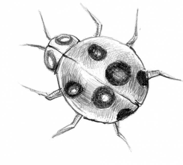 Божья коровка для срисовки