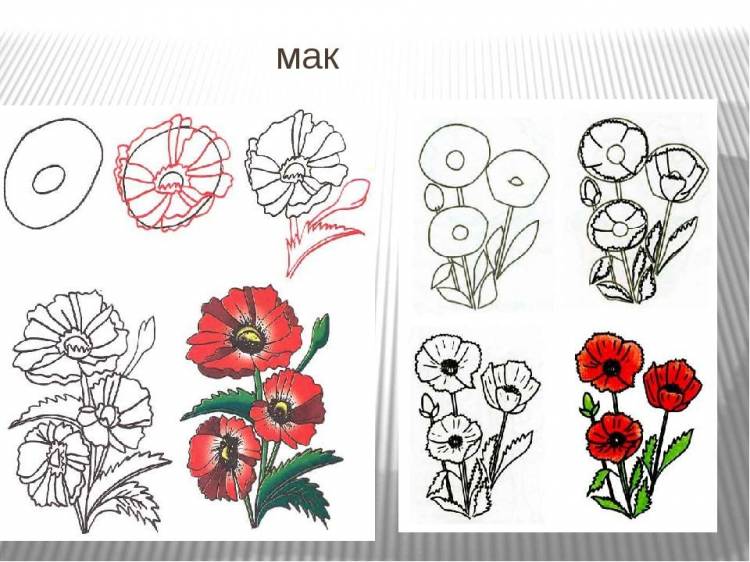 Мак цветок рисунок поэтапно 