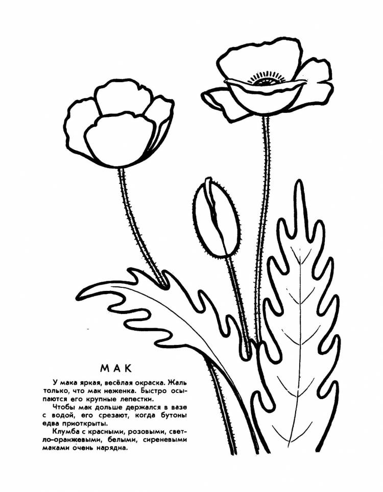 Мак раскраска для детей
