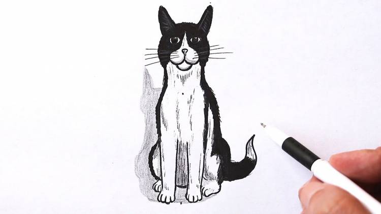 How to draw a cat in a sitting pose