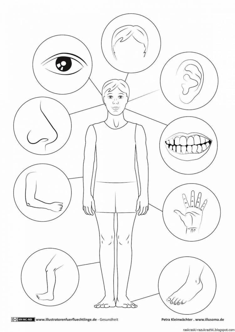 Раскраски Тело человека для дошкольников 