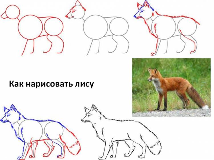 Как нарисовать лису карандашом поэтапно