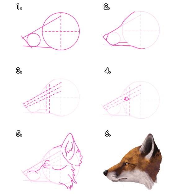 Морда лисы рисунок для детей карандашом поэтапно милый, простой, графика