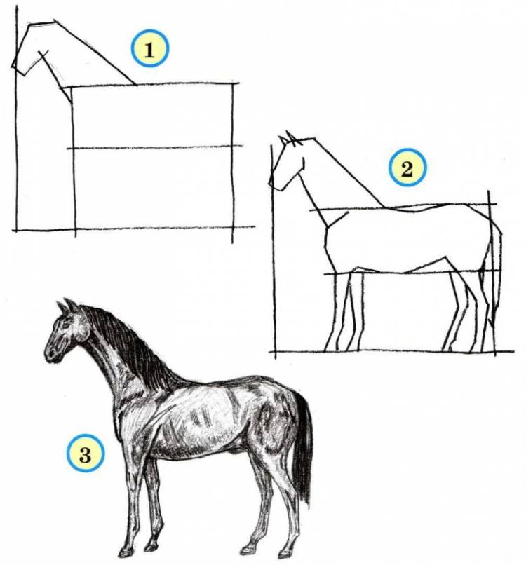 Как нарисовать лошадь поэтапно