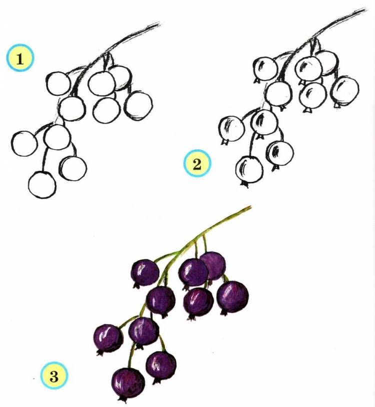 Идеи для срисовки куст смородины 