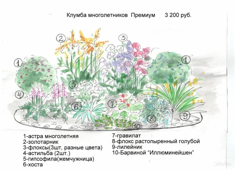 Растения клумбы рисунок