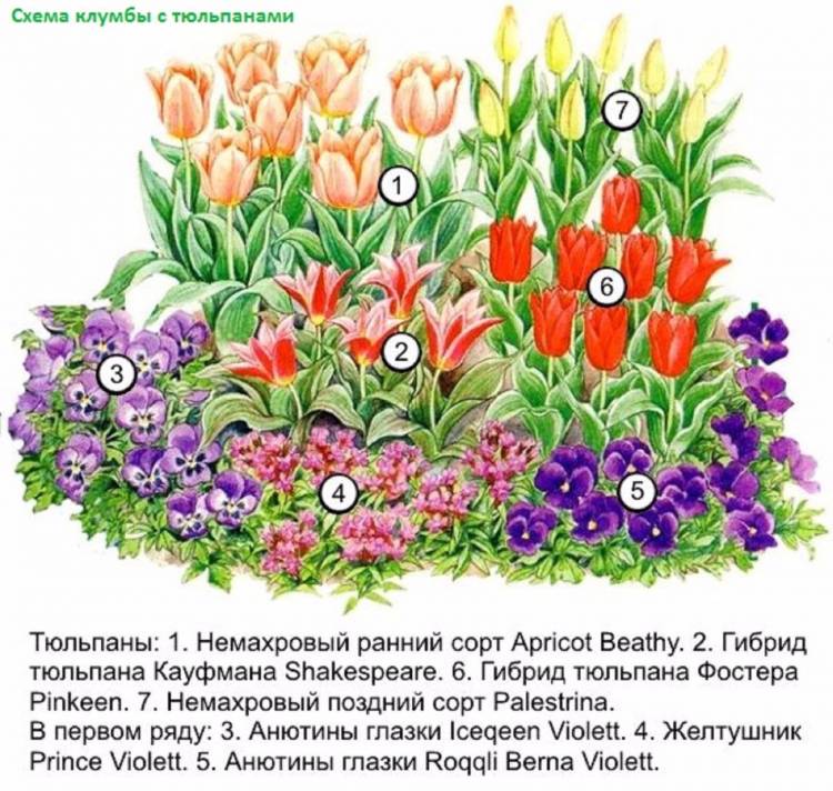 Клумба с цветами рисунок