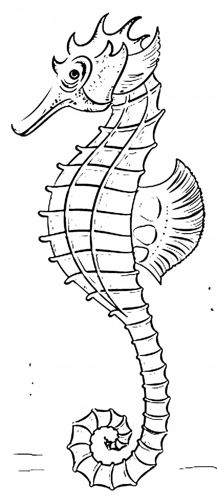 Морской конек рисунок для детей поэтапно