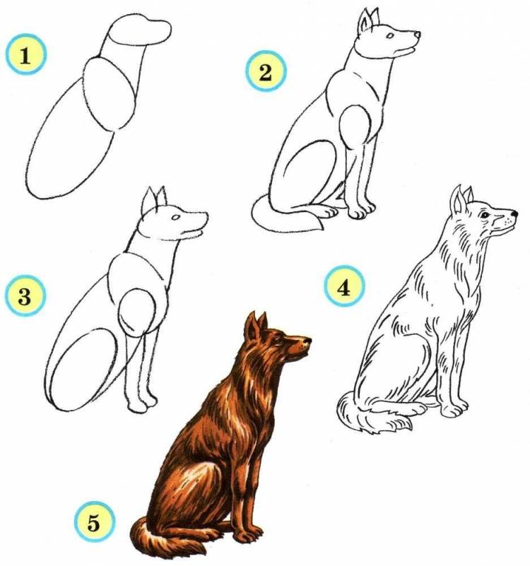 Собака на задних лапах рисунок поэтапно