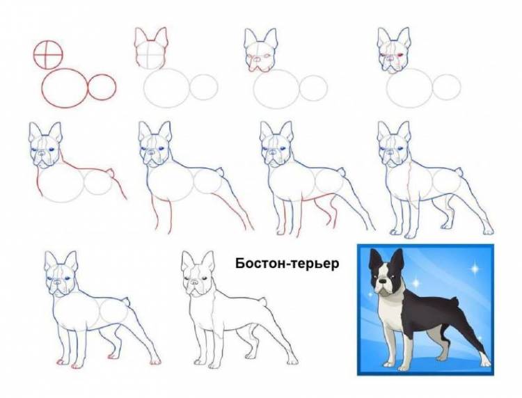 Как нарисовать собаку карандашом поэтапно? Простой мастер-класс для начинающих и детей, как рисовать взрослую собаку или щенка