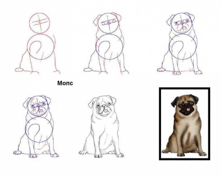 Как нарисовать собаку карандашом поэтапно? Простой мастер-класс для начинающих и детей, как рисовать взрослую собаку или щенка