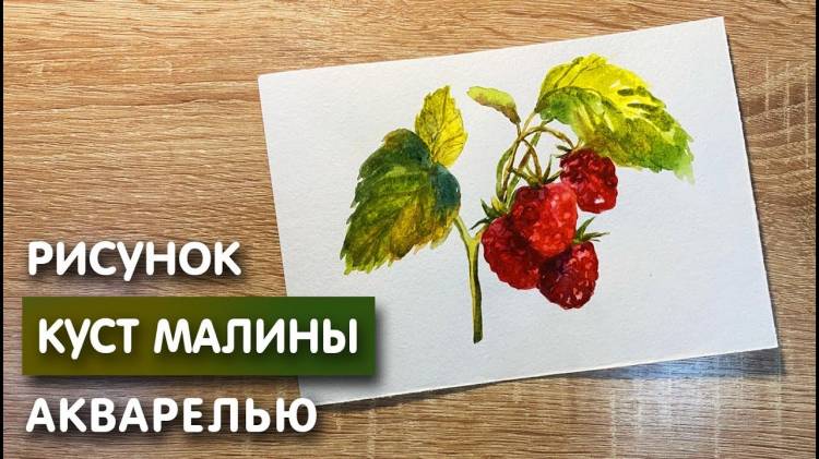 Как нарисовать куст малины карандашом и акварелью начинающим