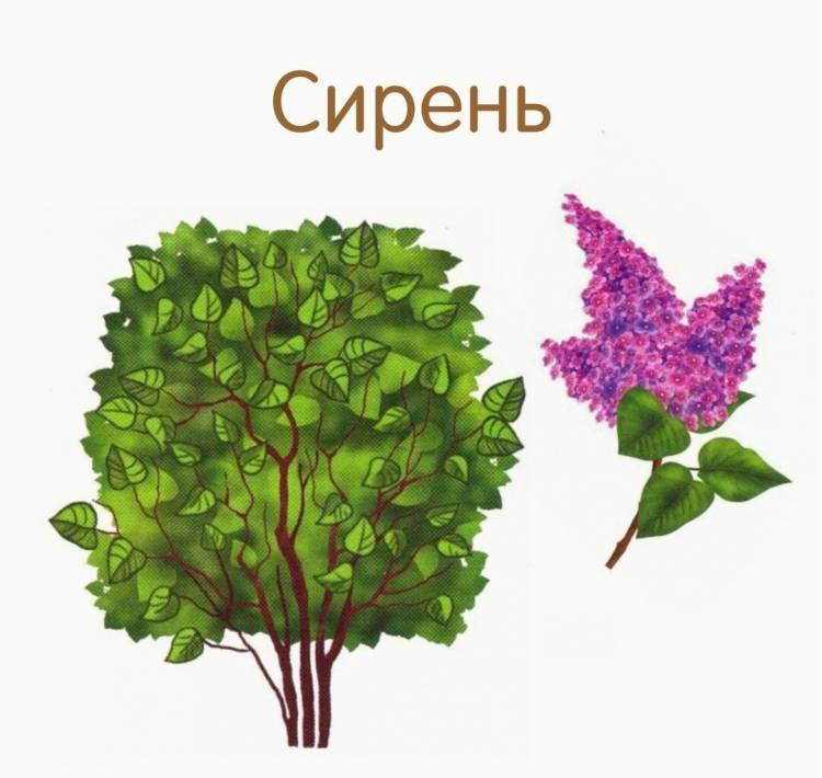 Кустик рисунок для детей