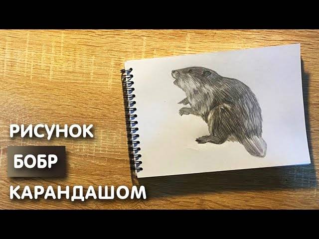 Как нарисовать бобра карандашом