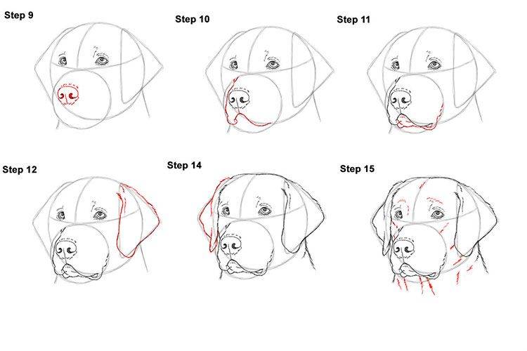Как нарисовать морду собаки