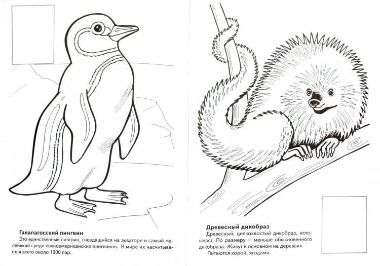 Животные красной книги рисунки карандашом