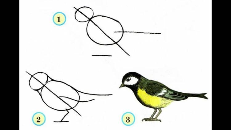 Синица рисунок поэтапно
