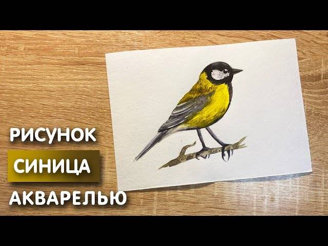 Как нарисовать синицу карандашом и акварелью начинающим