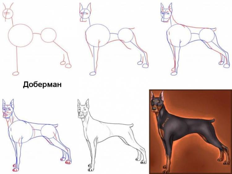 Собаки срисовки легкие пошаговые 