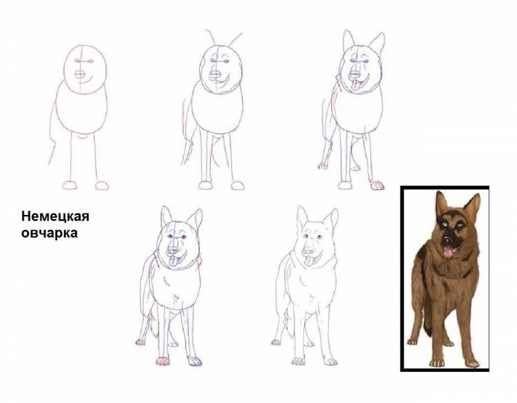 Овчарка рисунок карандашом легко поэтапно 