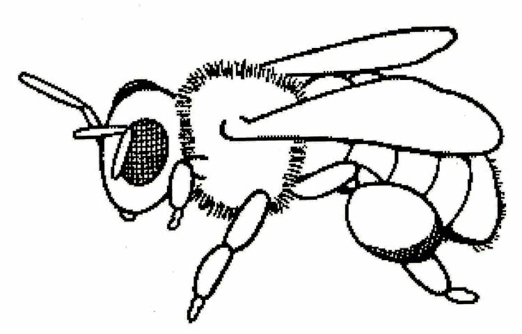 Пчела рисунок для детей карандашом