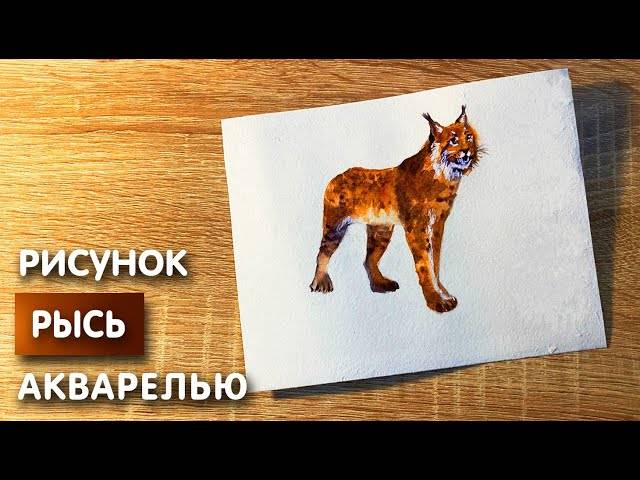 Как нарисовать рысь карандашом и акварелью начинающим