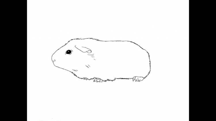 How to Draw a Guinea pig