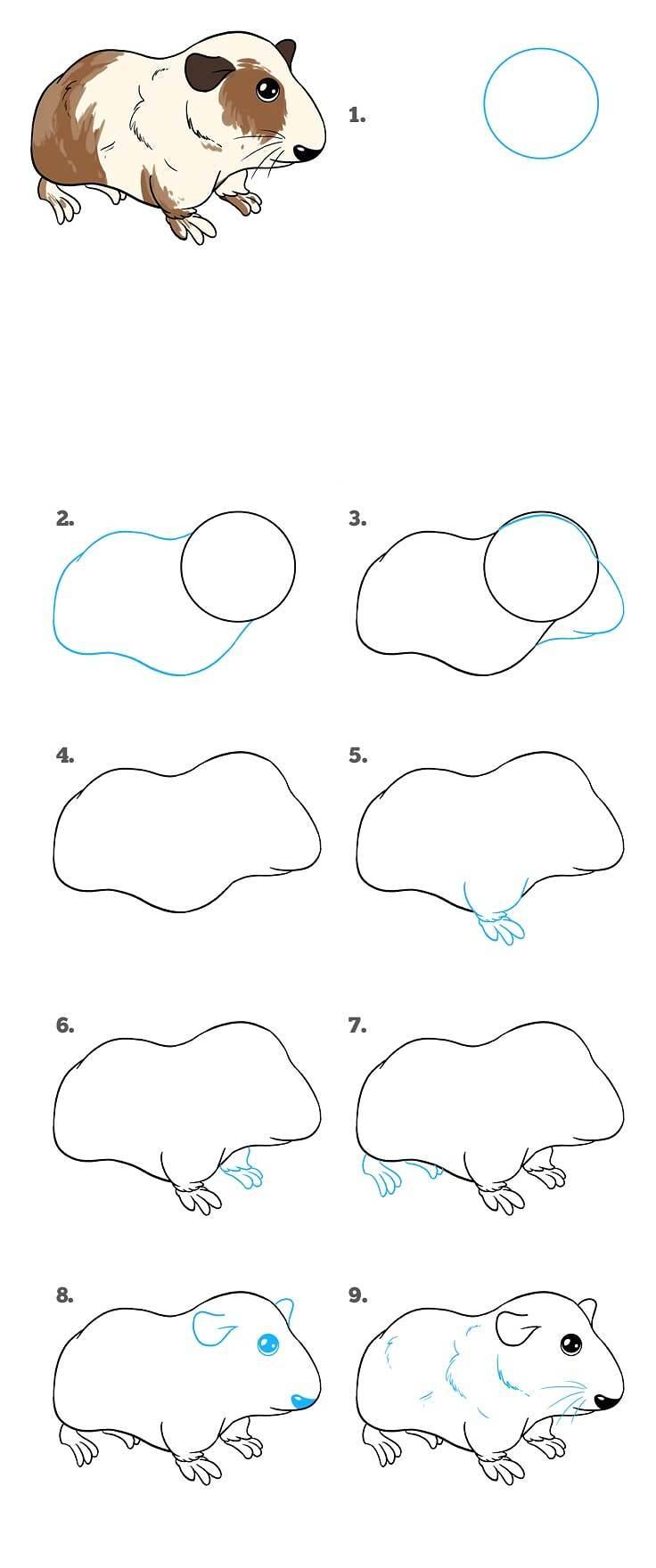 Как нарисовать морскую свинку поэтапно для детей