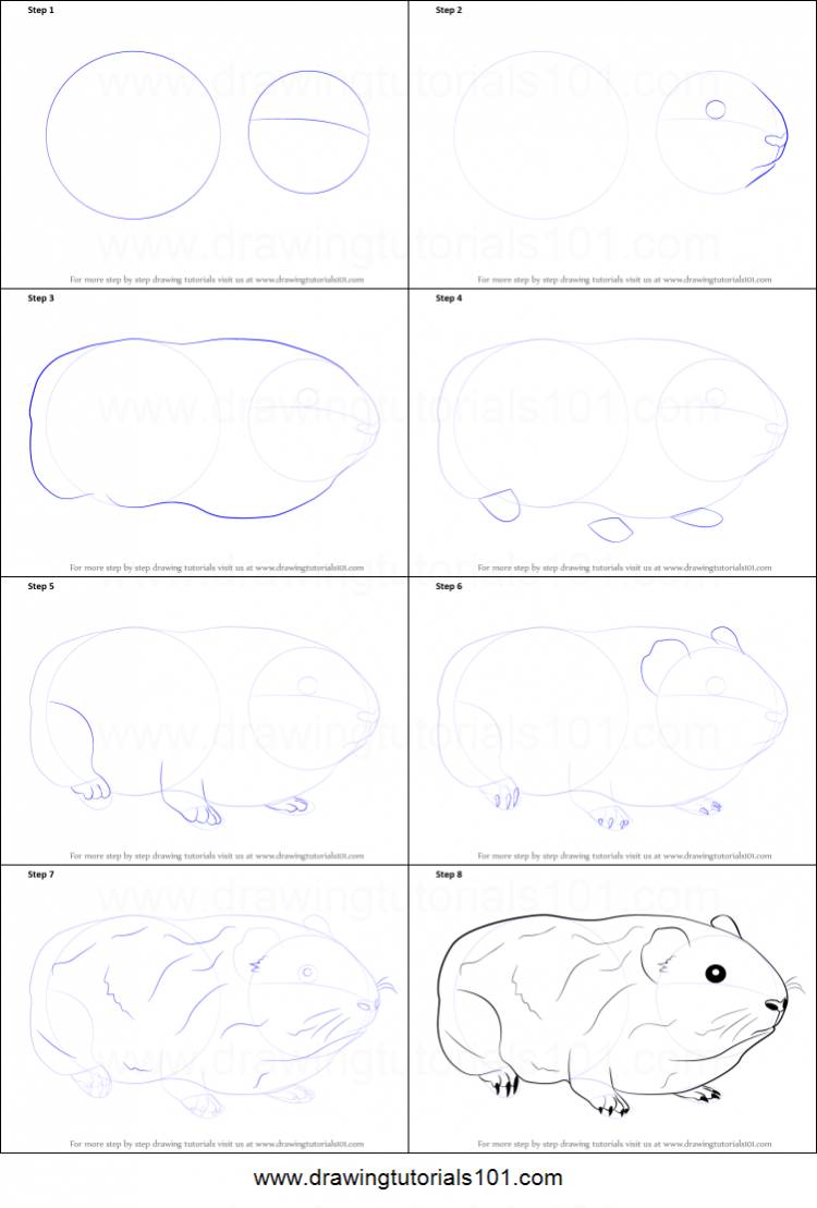 Морская свинка рисунок поэтапно 