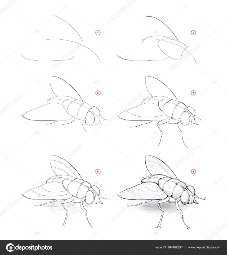 Нарисовать Набросок Мухи Поэтапное Создание Карандашного Рисунка Воображаемого Насекомого Образование Векторное изображение ©Nataljacernecka