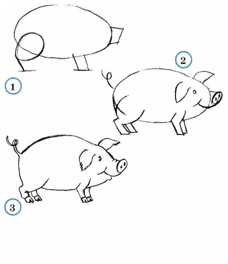 Раскраски поэтапно, Раскраска Учимся рисовать свинку как нарисовать поэтапно животных