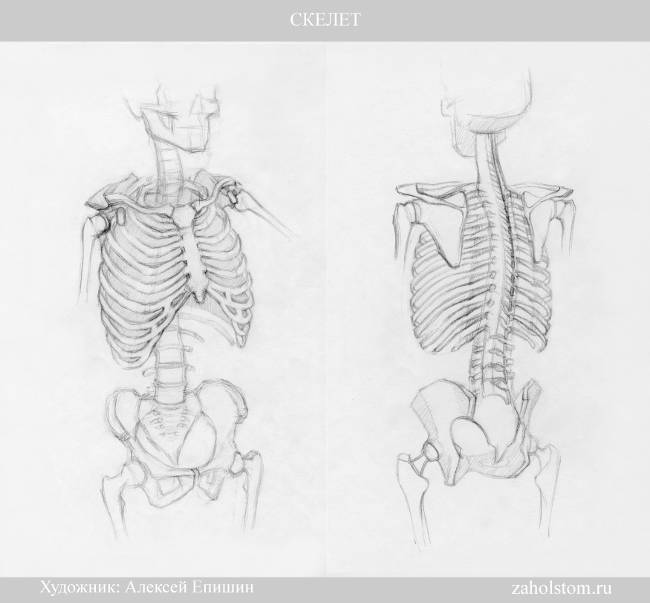 Как рисовать человека? Торс