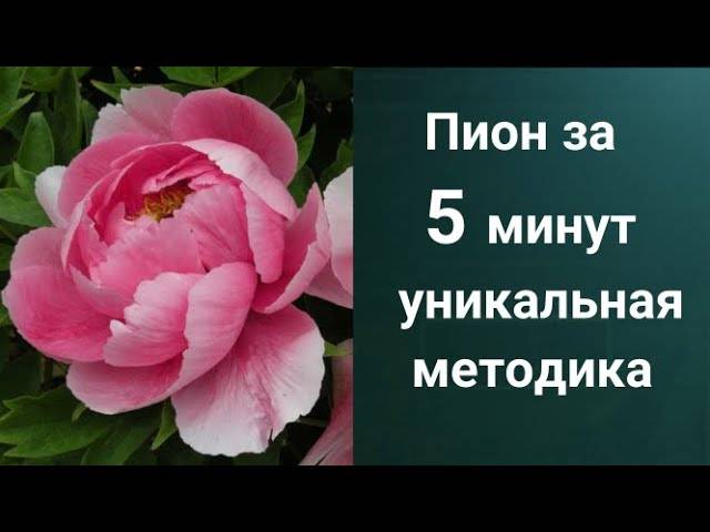 Как рисовать Пион