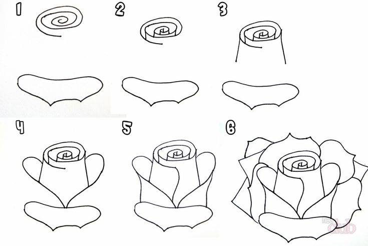 Как красиво нарисовать розу и бутон розы поэтапно карандашом для начинающих