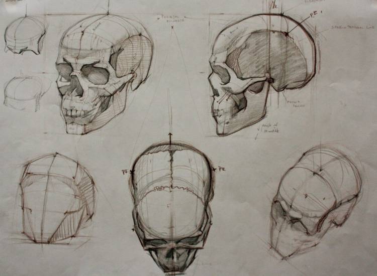 Конструктивный рисунок черепа