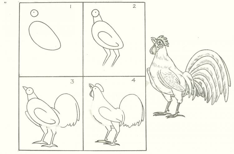 Поэтапное рисование домашних птиц