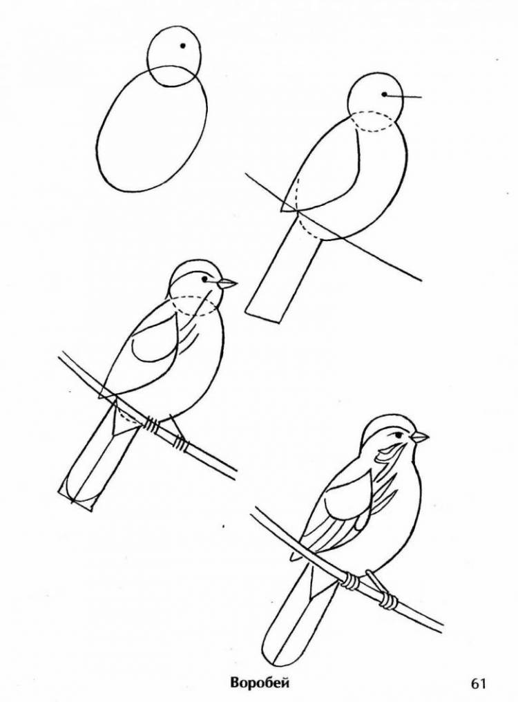 Рисунок воробья для детей поэтапно