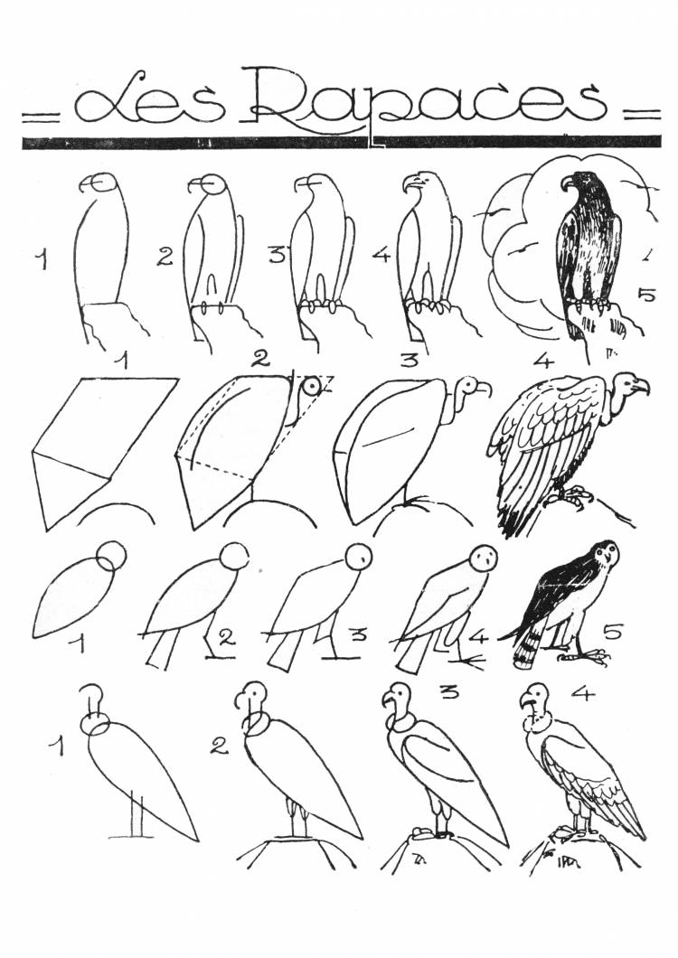 Как легко нарисовать хищных птиц, таких как ястреб, стервятник, сокол и кондор, шаг за шагом