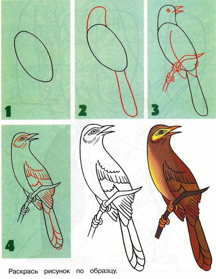 Поэтапное рисование птиц для детей