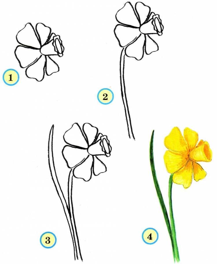 Нарцисс рисунок поэтапно