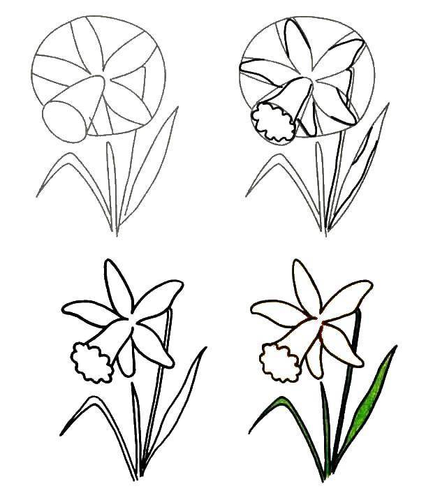 Раскраски Раскраска Поэтапно рисуем нарцисс , Раскраски
