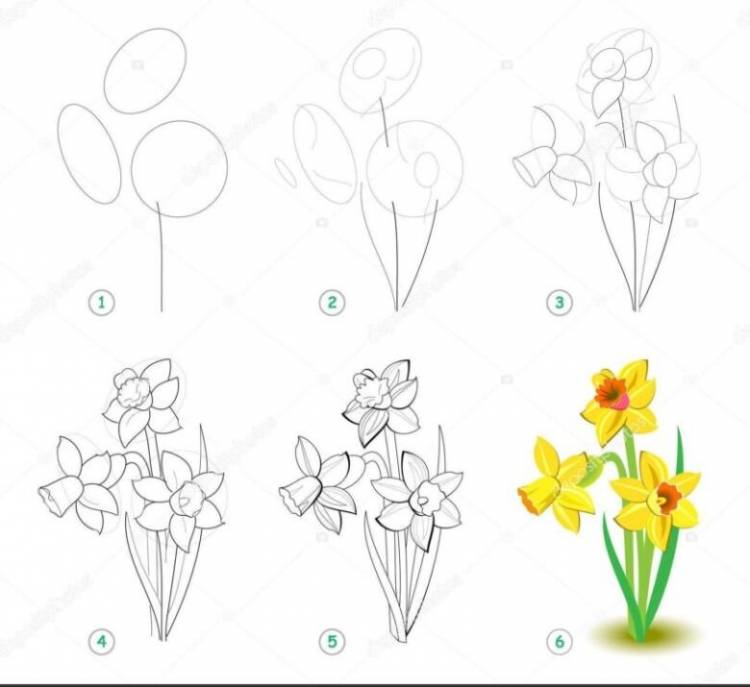 Нарцисс рисунок для детей поэтапно 