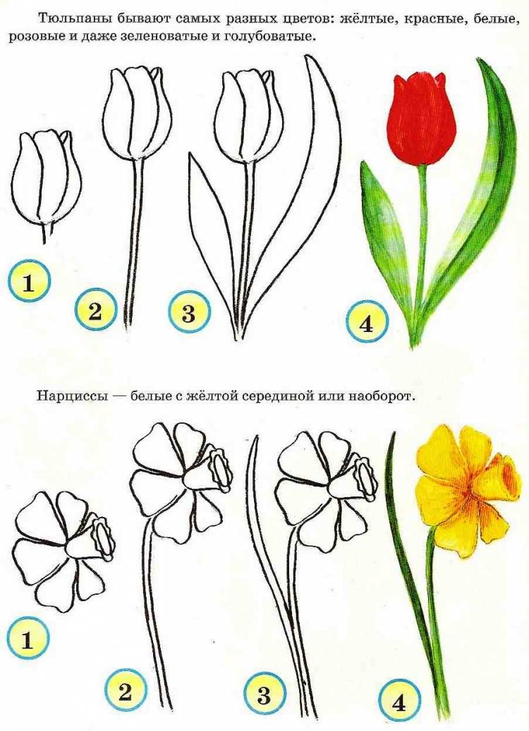 Поэтапное рисование весенних цветов