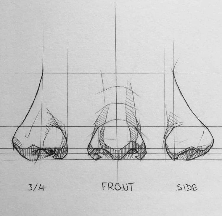 Рисунок нос человека карандашом