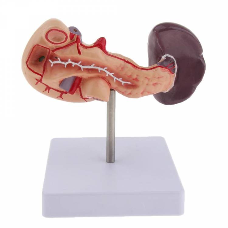 LifeSize анатомическая человеческая поджелудочная железная селезенка модель Анатомия медицинские принадлежности