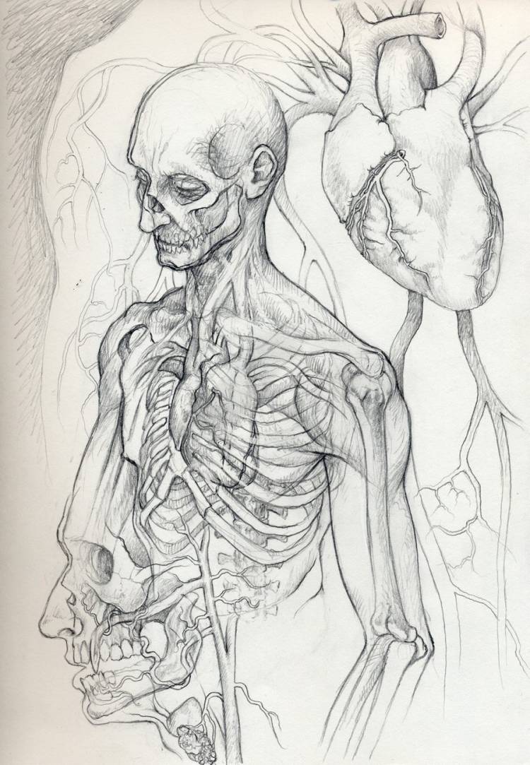 Анатомия рисунки карандашом