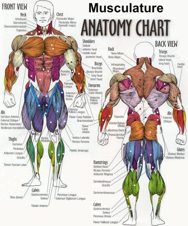 Анатомия построения мужского тела